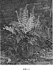 Dryopteris%20wallichiana%20%27Hollasic%27