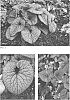 Brunnera%20macrophylla%20%28Adams%29%20I.%20M.%20Johnston%20%27Queen%20of%20Hearts%27