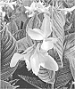 Canna%20x%20generalis%20%27White%20Tiger%27