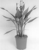 Curcuma%20alismatifolia%20%27Curaliroti%27