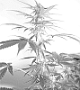 Cannabis%20Plant%20Ruby%20218