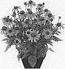 ECHINACEA%20PLANT%20NAMED%20%27%20HILMOOCOUR%27