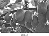 Actinidia%20chinensis%20Planch.%20%27AC%20501%20022%27