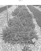 Escallonia%20hybrid%20%27IB411-7%27