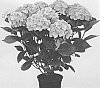 Hydrangea%20macrophylla%20%27Hokomalega%27