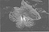 Hibiscus%20rosa-sinensis%20%27JBG%20BH-06%27