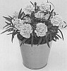 Dianthus%20caryophyllus%20%27KLEDP19289%27