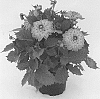 Dahlia%20x%20hybrida%20%27KLEDH18127%27