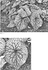 Brunnera%20macrophylla%20%28Adams%29%20I.%20M.%20Johnston%20%27Jack%20of%20Diamonds%27