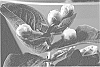 Hypericum%20x%20inodorum%20%27Kolpeke%27