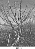 Prunus%20avium%20L.%20%27SMS-1-CA-WA%202014-1%27