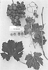 Vitis%20vinifera%20%27Sugrafiftyseven%27
