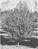 Carpinus%20caroliniana%20%27JN%20Select%20AA%27