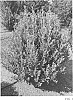 Ilex%20crenata%20x%20I.%20maximowicziana%20%27RutHol4%27