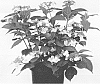 Hydrangea%20serrata%20%27HSOPR015%27