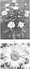 Leucanthemum%20maximum%20%27LEUZ0006%27