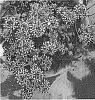 Verbena%20x%20hybrida%20%27Doverbvooburgsta%27