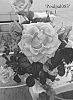 Rosa%20hybrid%20%27Poulpal083%27