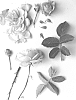 Rosa%20hybrid%20%27Poupal078%27