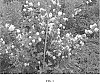 Philadelphus%20hybrid%20%27G15097%27