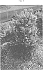 Escallonia%20hybrid%20%27IB411-1%27