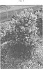 Escallonia%20hybrid%20%27IB411-1%27