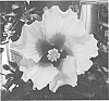 Hibiscus%20rosa-sinensis%20%27JBG%20AH-21%27