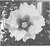 Hibiscus%20rosa-sinensis%20%27JBG%20AH-21%27