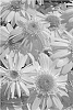 Leucanthemum%20maximum%20%27Doleucswedabir%27