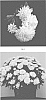 Chrysanthemum%20x%20morifolium%20%27CIFZ0079%27