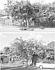PONGAMIA%20VARIETIES