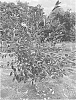 Prunus%20fruiticosa%20x%20Prunus%20cerasus%20%27Big%20Red%27