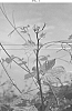 Vitis%20vinifera%20L.%20%27VOLTURNIS%27