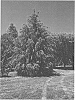 Tsuga%20chinensis%20x%20Tsuga%20caroliniana%20%27Traveler%27