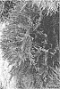 Distylium%20hybrida%20%27BLDY02%27