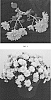 Chrysanthemum%20x%20morifolium%20%27CIFZ0075%27