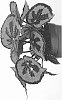 Begonia%20masoniana%20%27EC-BEGO-1902%27