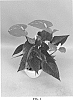 Anthurium%20andraeanum%20L.%20%27ANTHGOWL%27