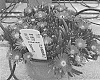 Delosperma%20cooperi%20%27Dodelrochrynere%27