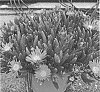 Delosperma%20cooperi%20%27Dodelrochrypu%27