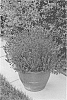 Lavandula%20angustifolia%20%27KERBEEDARK%27