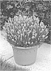 Lavandula%20angustifolia%20%27KERBEEPINK%27