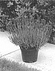 Lavandula%20angustifolia%20%27KERBEEPOWER%27
