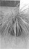 Lomandra%20confertifolia%20%27Olive%20Green%27