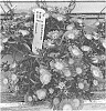 Delosperma%20cooperi%20%27Dodelsolpi%27