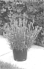 Lavandula%20angustifolia%20%27Kerbeelight%27