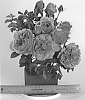 Rosa%20hybrida%20%27WEKjucstokol%27