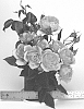 Rosa%20hybrida%20%27WEKspodotogi%27