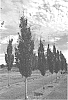 Carpinus%20caroliniana%20%27CCMTF2%27