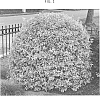 Euonymus%20japonicus%20%27HEESGO1801%27